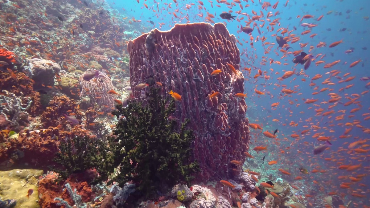 Fish and corals thrive in the underwater world of the Verde Island Passage