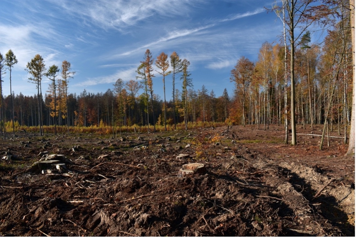 Deforestation