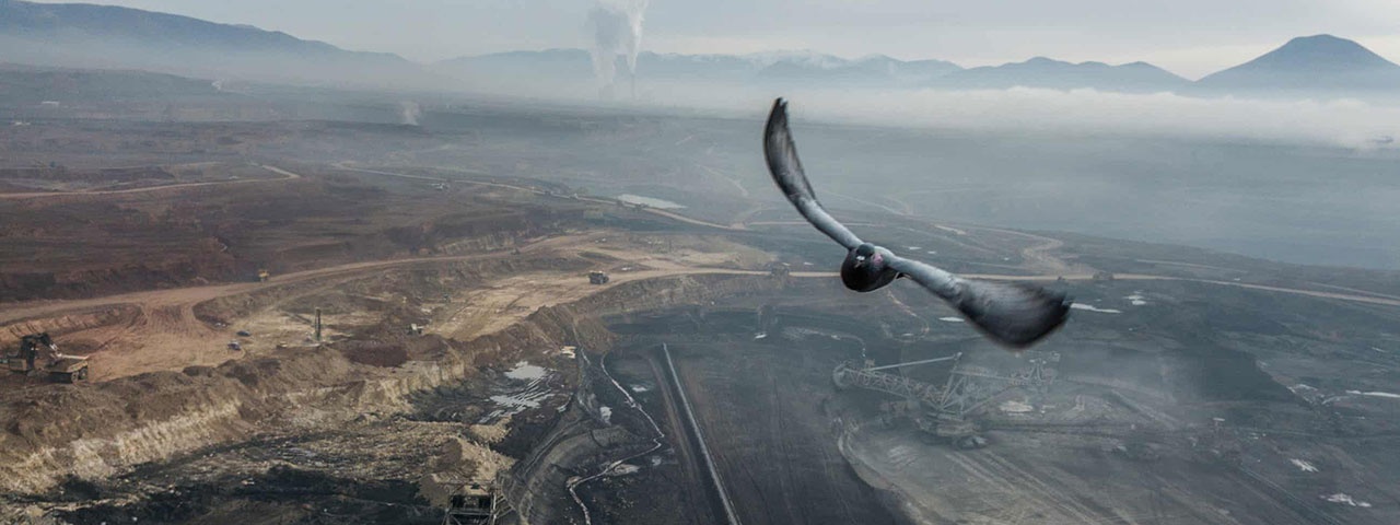 a dove flying over a coal mine